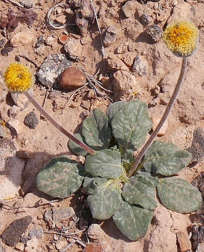 Sivun Encelia nutans Eastw. kuva