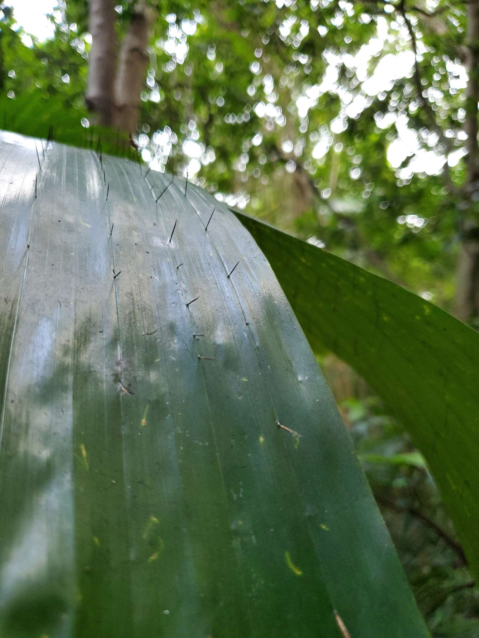 Image of Guinea bactris