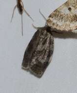 Image of Large Aspen Tortrix