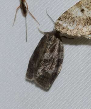 Image of Large Aspen Tortrix