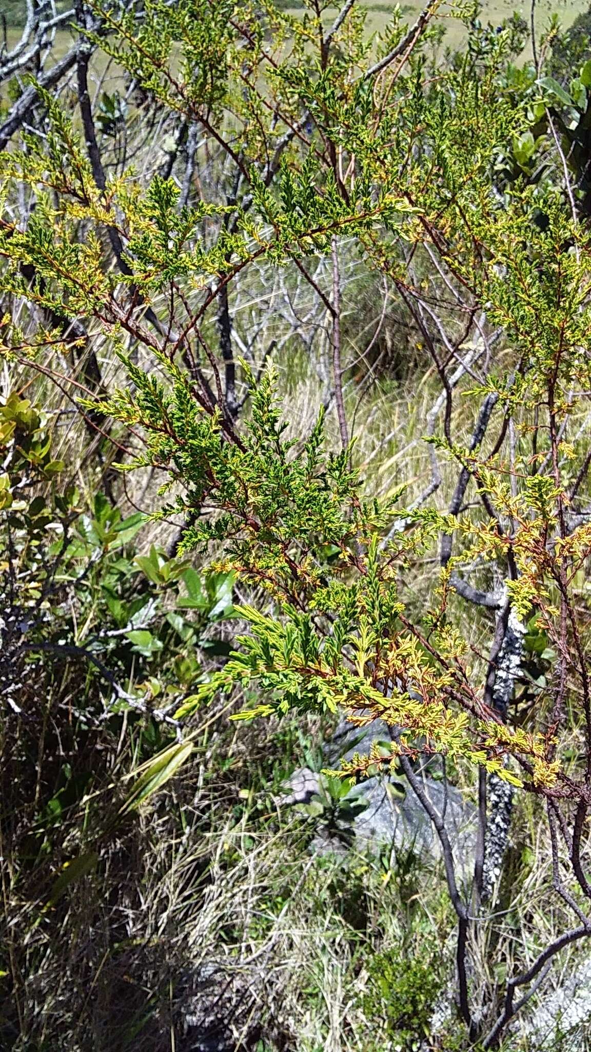 Image of Hypericum laricifolium Juss.