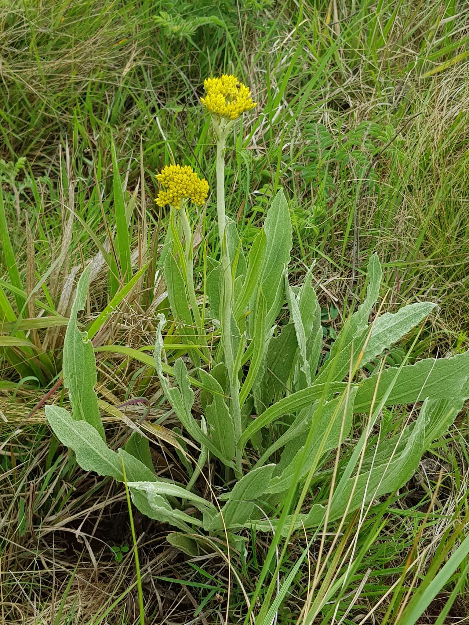 Слика од Helichrysum acutatum DC.