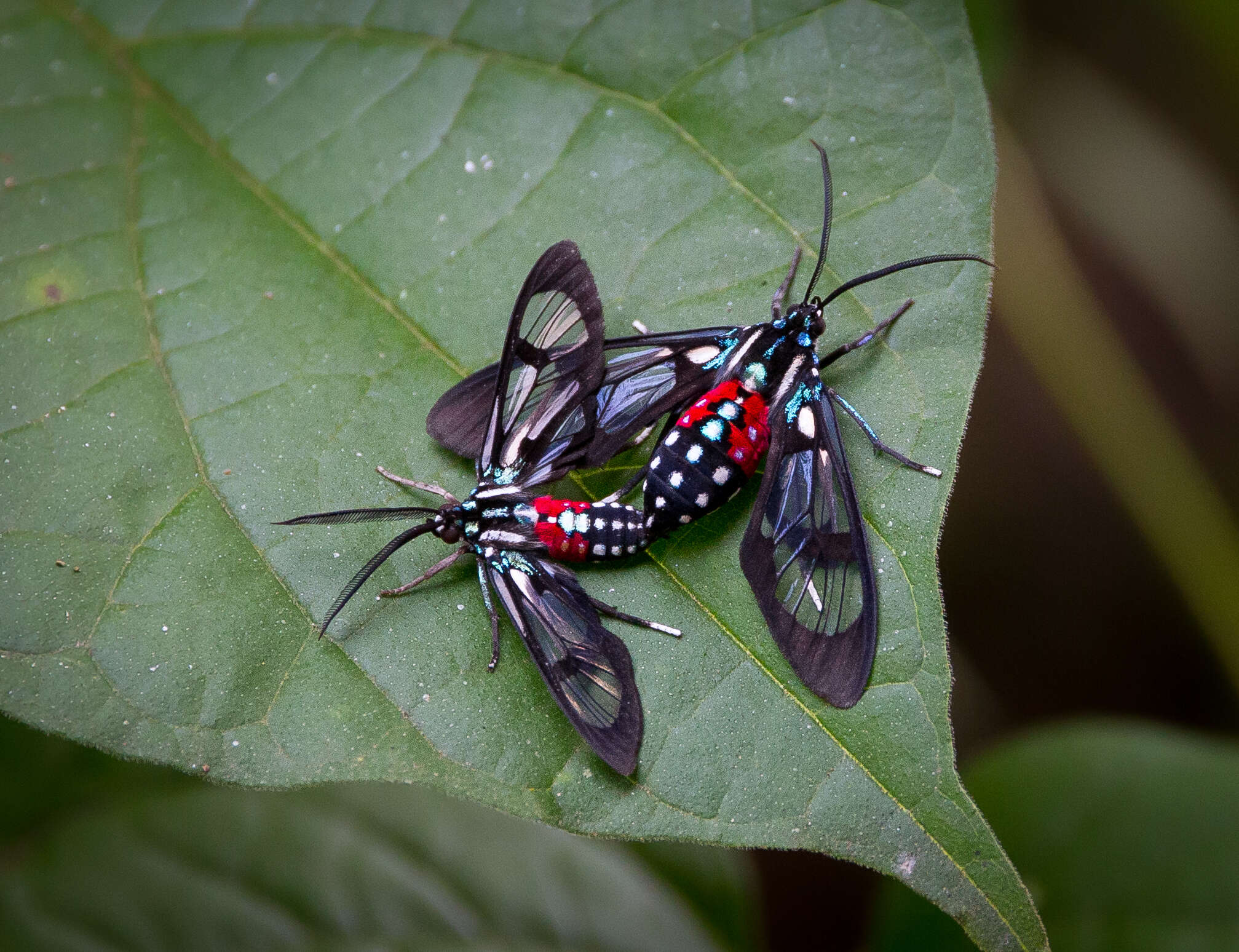 Image de Poecilosoma eone Hübner 1827