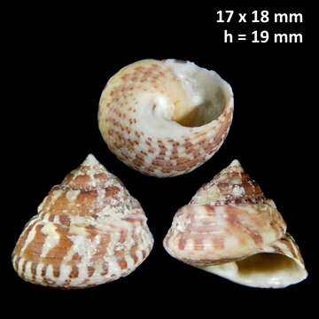 Image of Steromphala albida