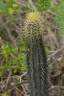 Image of Pilosocereus lanuginosus (L.) Byles & G. D. Rowley