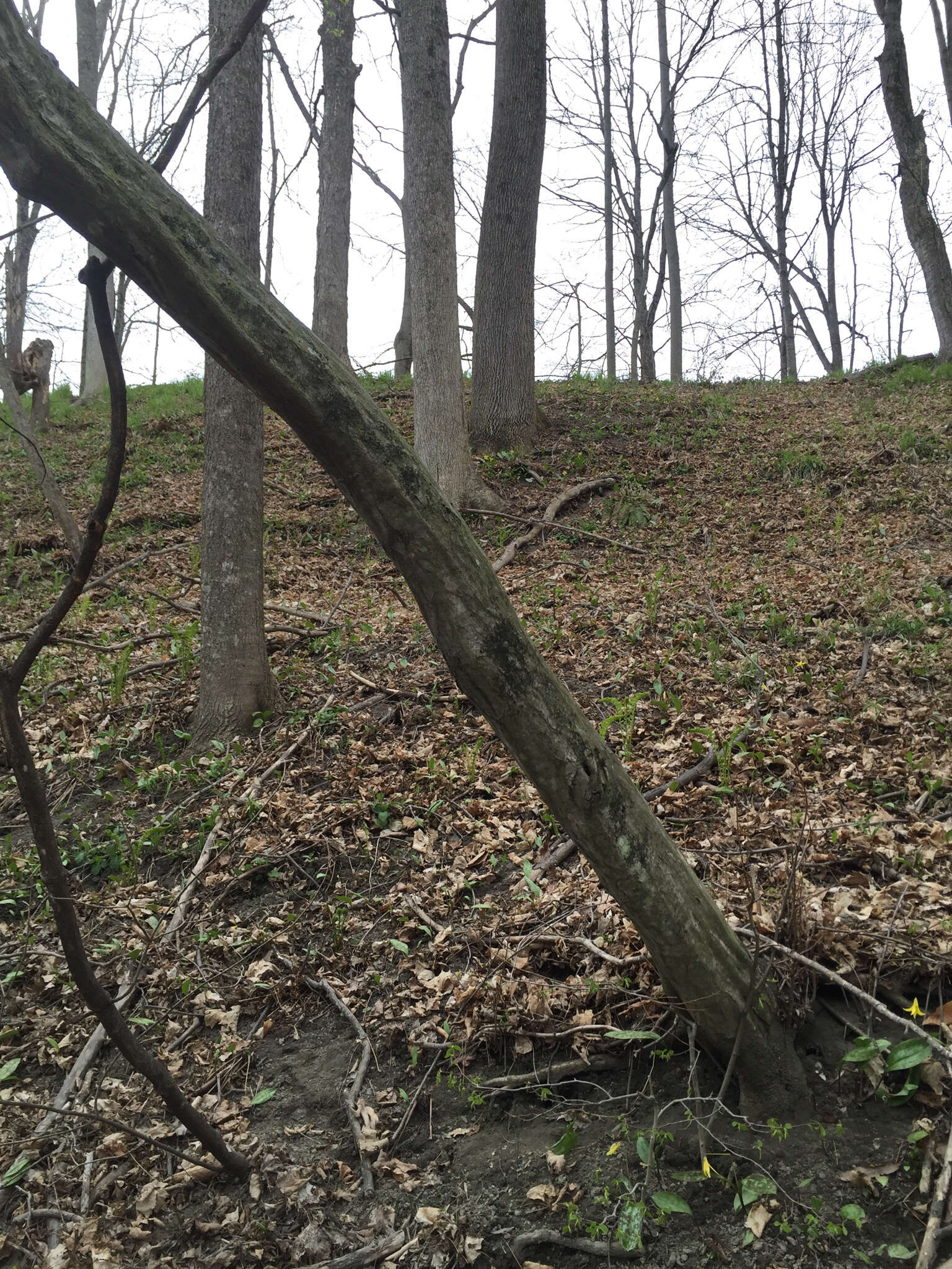 Image de Carpinus caroliniana subsp. virginiana (Marshall) Furlow