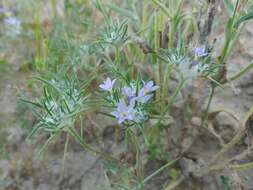 Image of Tehachapi woollystar