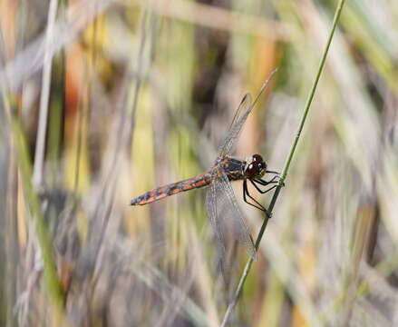 Sivun Austrothemis Ris 1909 kuva