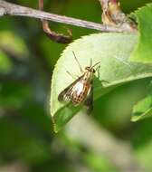 Image of Chrysops aberrans Philip 1941