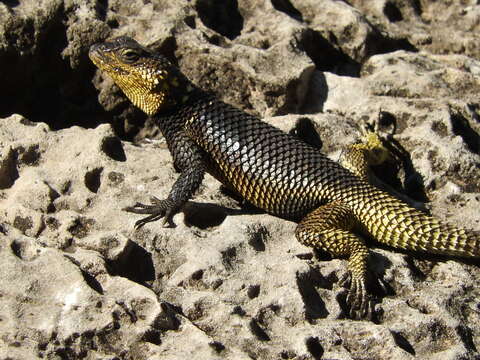 Image of Sceloporus oberon Smith & Brown 1941