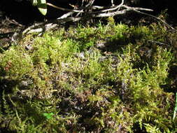 Image of calliergon moss