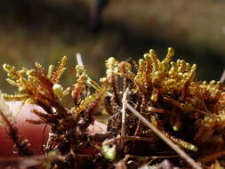 Image of Scapania paludosa (Müll. Frib.) Müll. Frib.