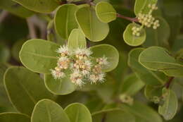 Image of Syzygium caryophyllatum (L.) Alston