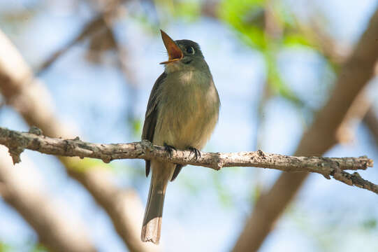 Image of Cuban Pewee