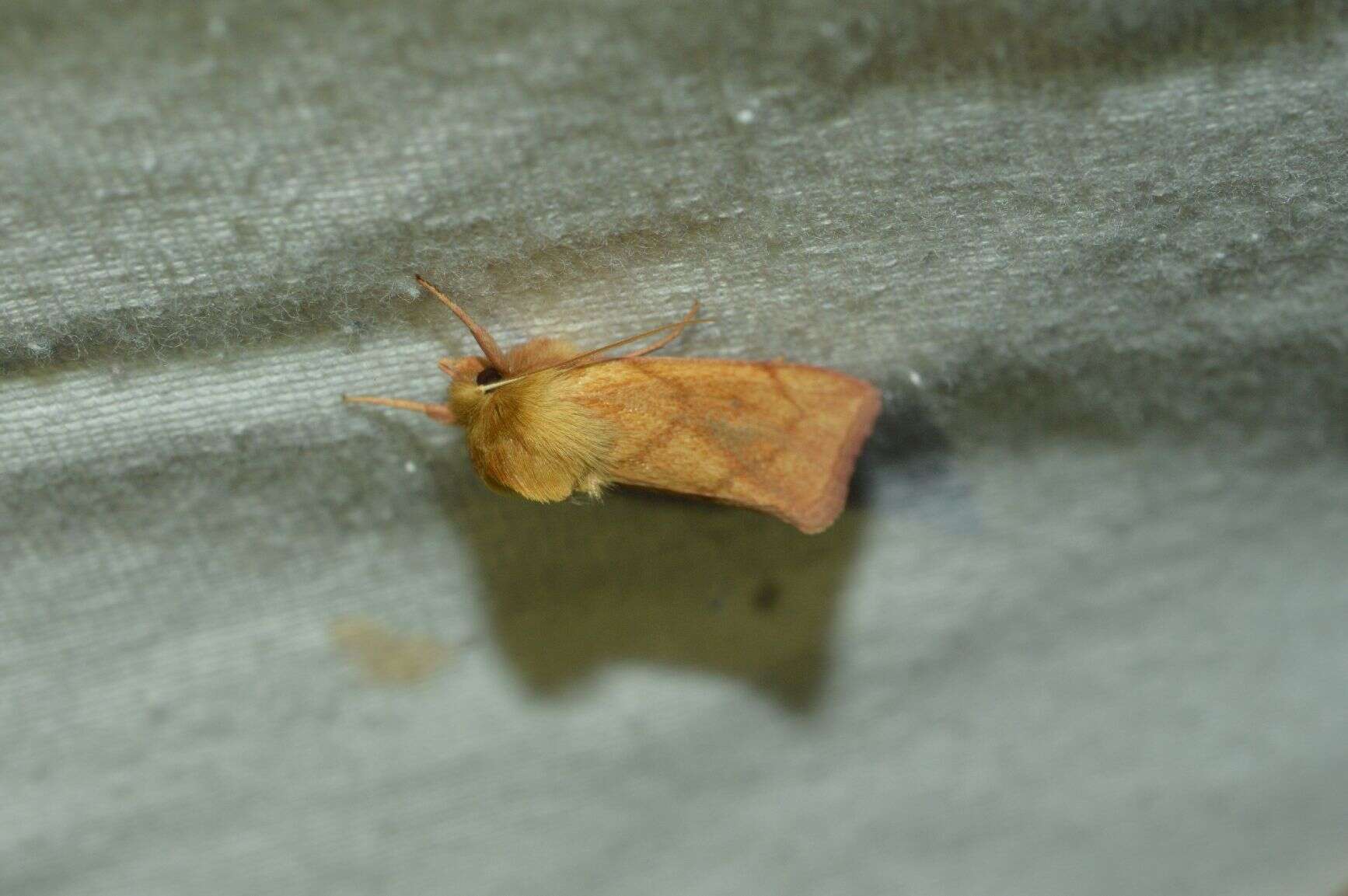 Image of V-lined Quaker Moth