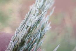 Image of sourgrass