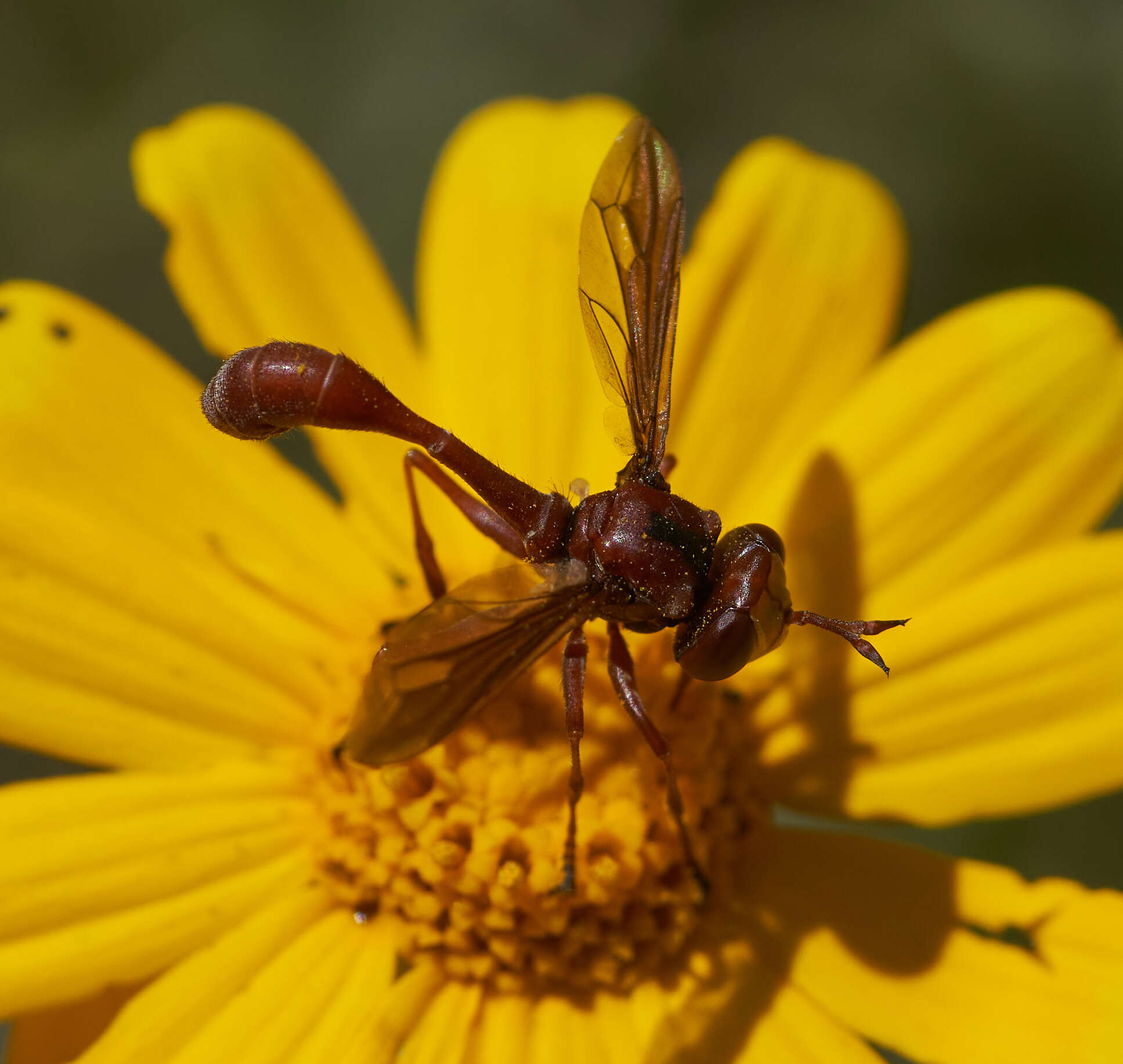 صورة Physocephala burgessi (Williston 1882)