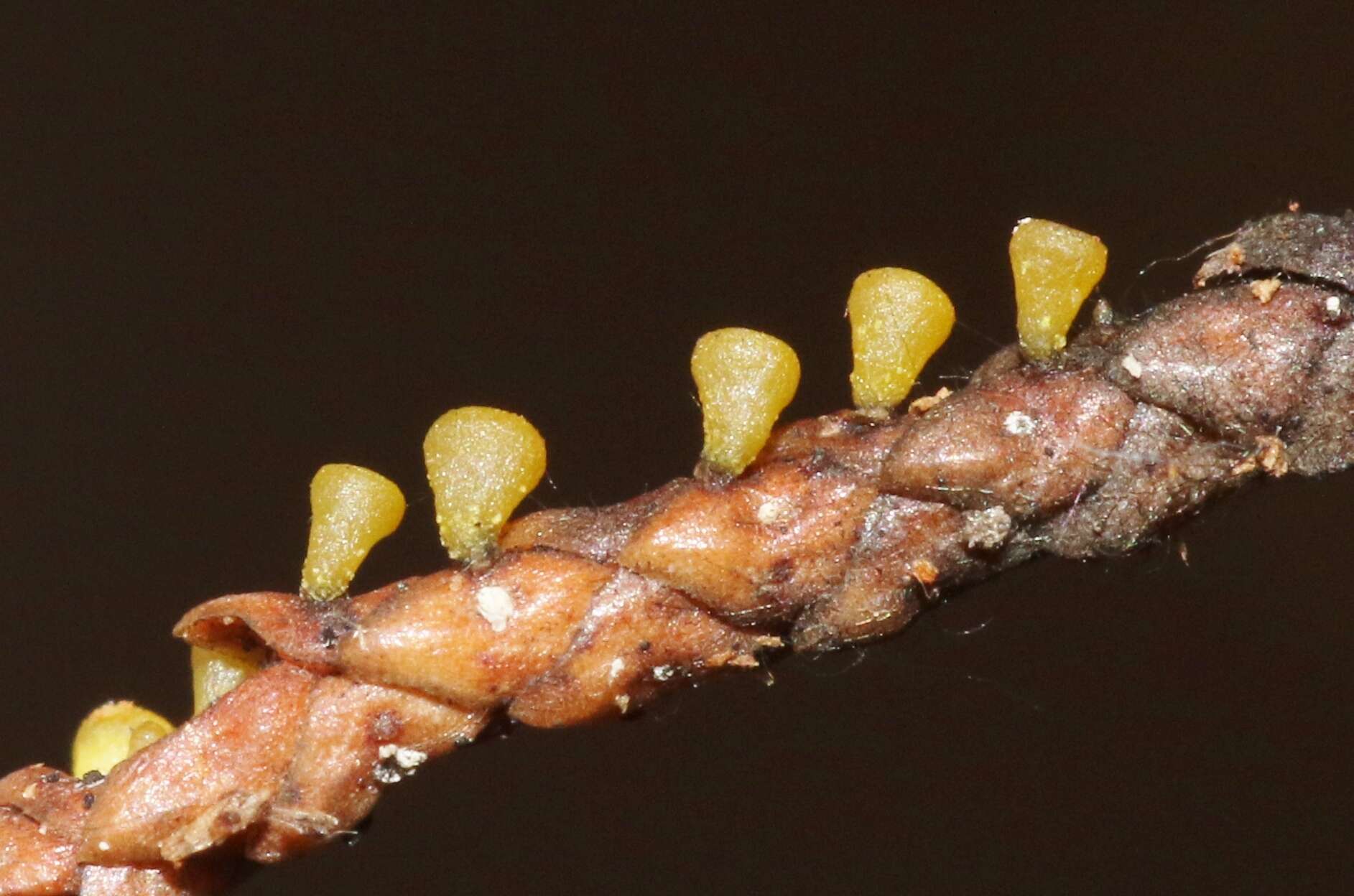 Image of Chloroscypha alutipes (W. Phillips) Dennis 1964