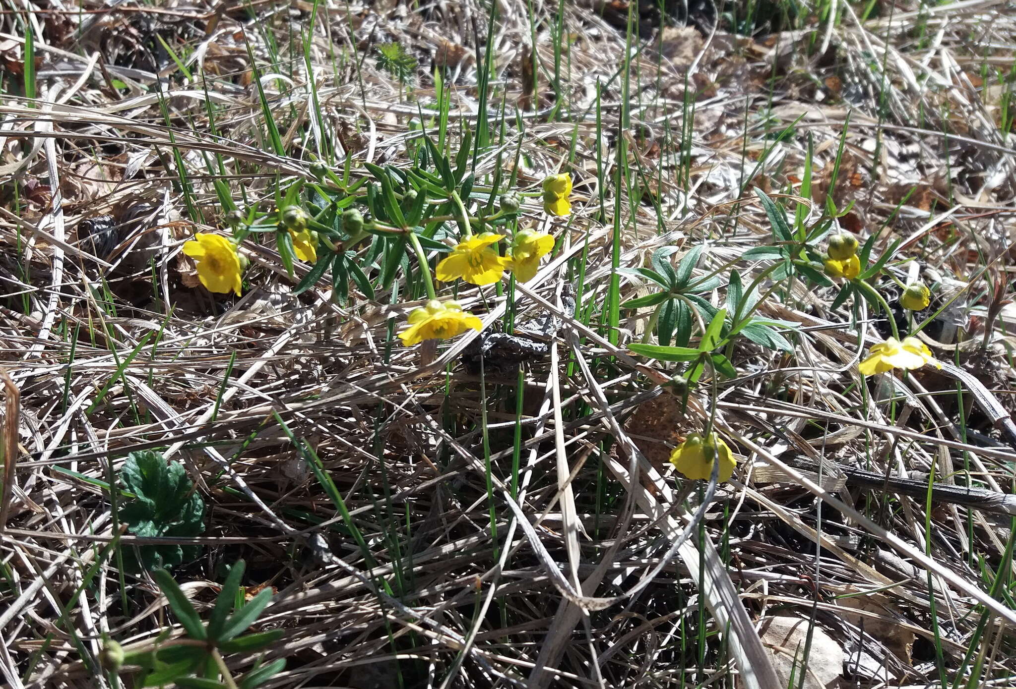 Image of Ranunculus monophyllus Ovcz.