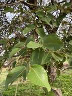 Image of Neocarya macrophylla (Sabine) Prance ex F. White