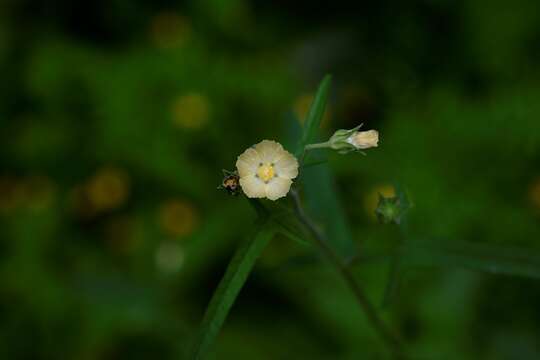 Anoda crenatiflora Orteg. resmi