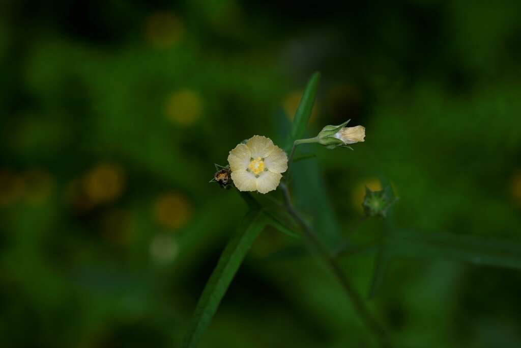 Anoda crenatiflora Orteg. resmi