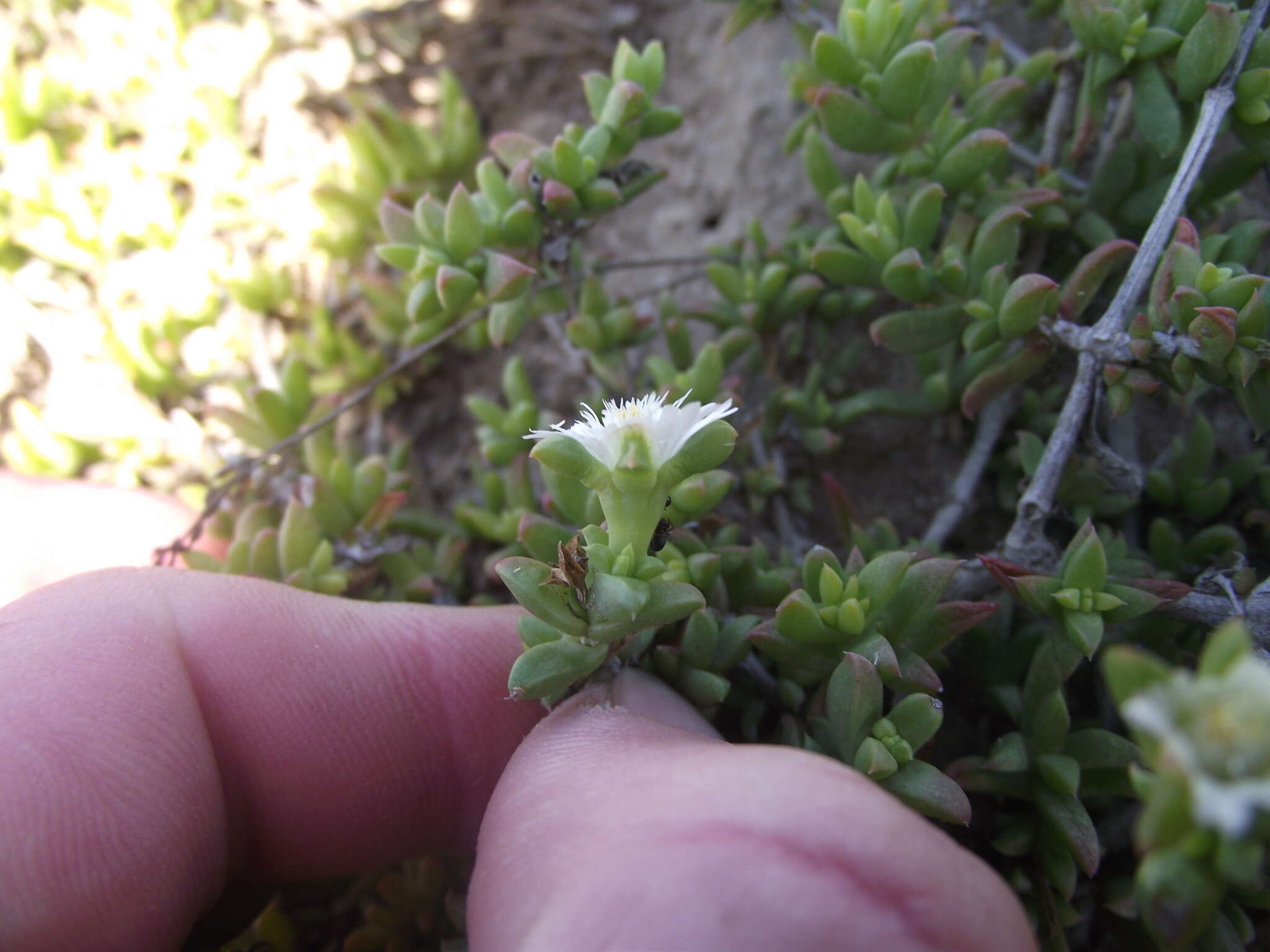 Imagem de Delosperma uncinatum L. Bol.