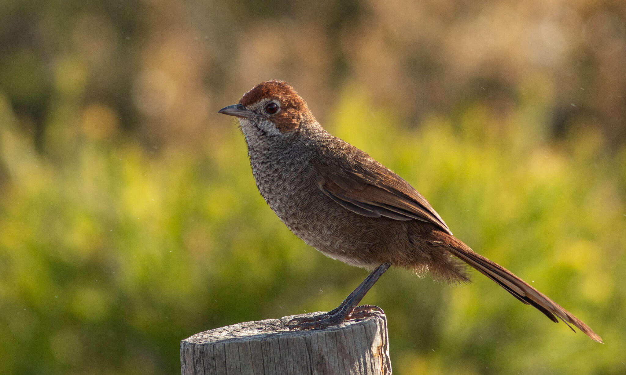 صورة Dasyornis broadbenti (McCoy 1867)