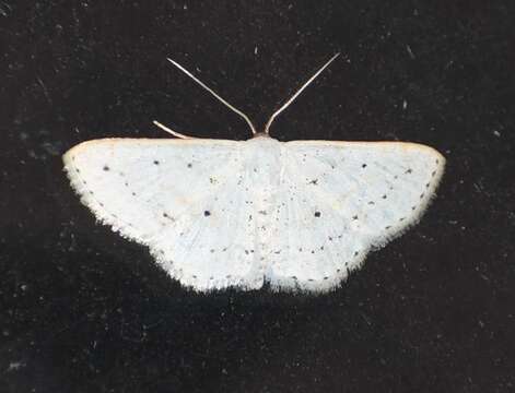 Image of <i>Idaea ostentaria</i>