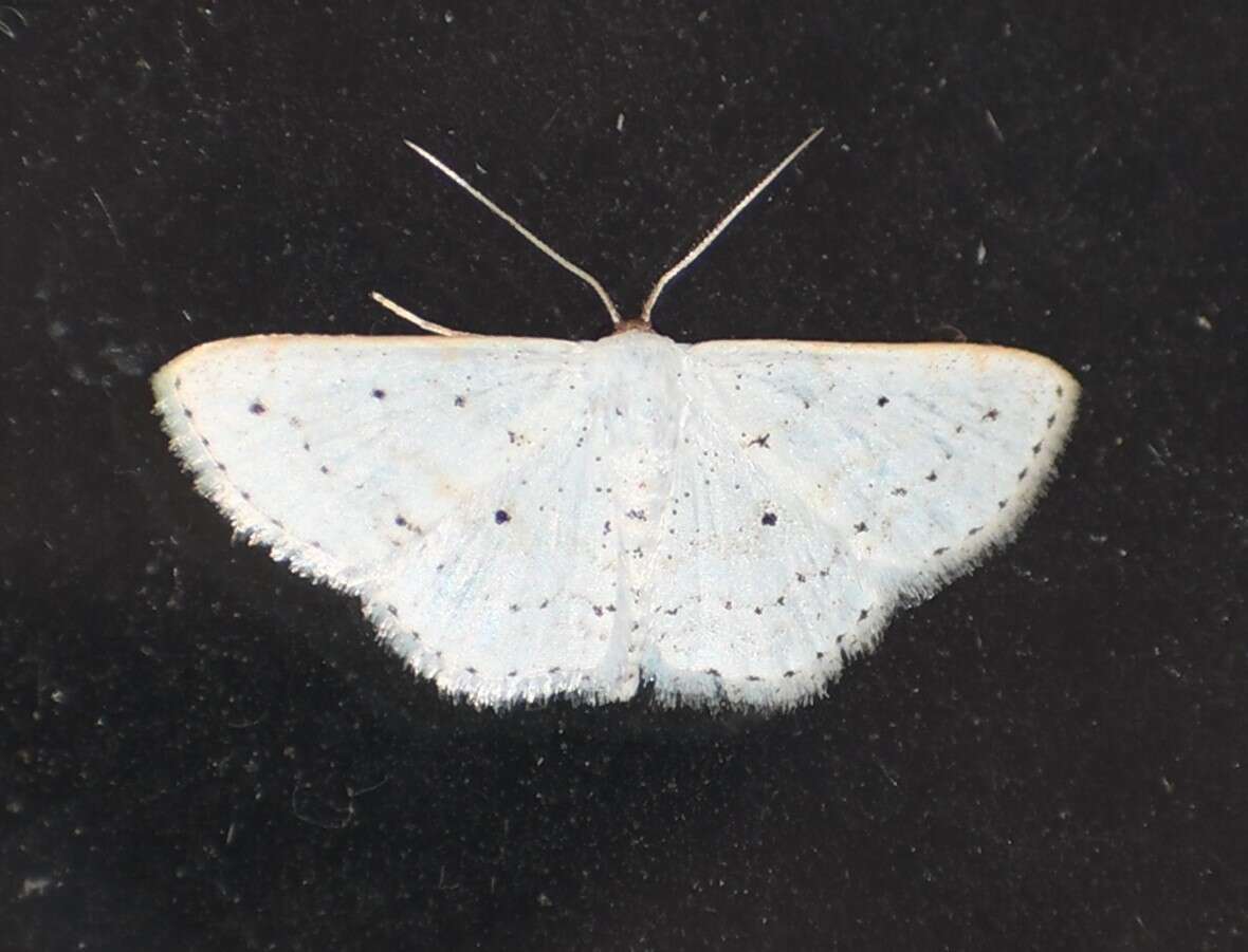 Image of <i>Idaea ostentaria</i>