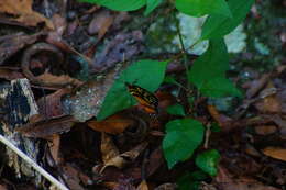 Imagem de Tithorea harmonia hippothous Godman & Salvin 1879