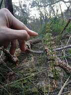 Image de Drosera stolonifera subsp. porrecta (Lehm.) N. Marchant & Lowrie