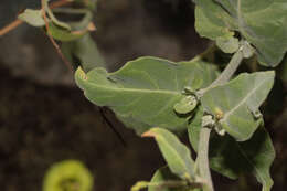 Nicotiana paniculata L. resmi