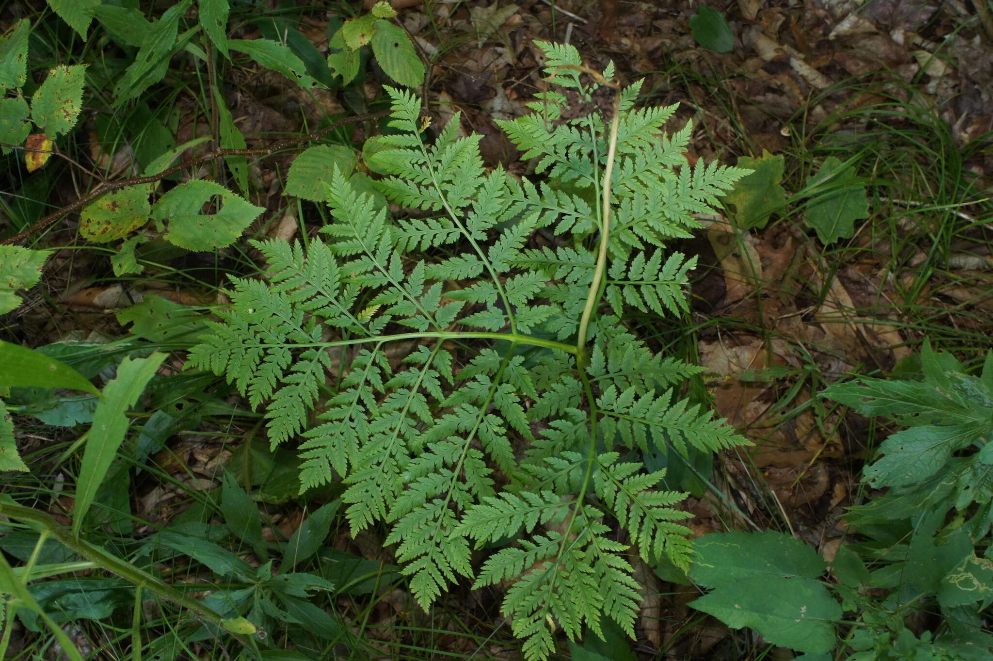 Image of Botrypus virginianus (L.) Michx.