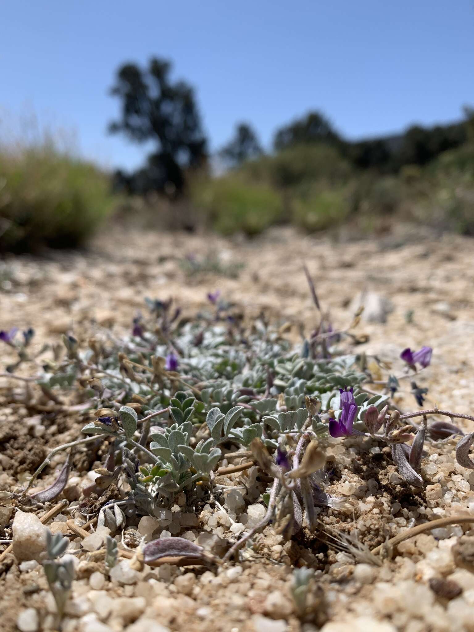 صورة Astragalus albens Greene