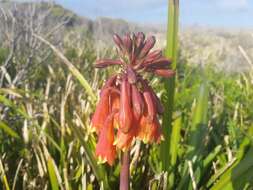 Image of Tasmanian Christmas Bell