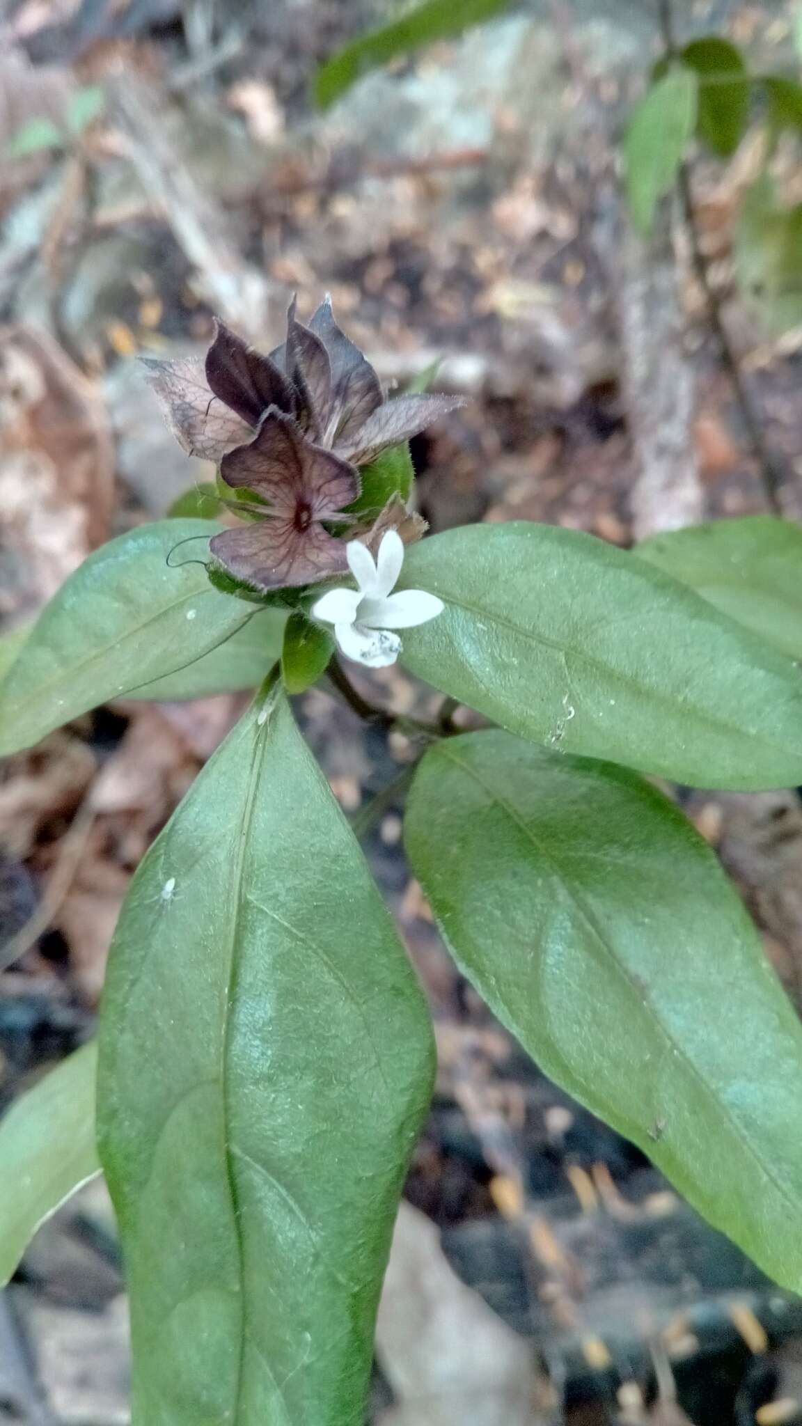 Image of Barleria glandulostamina I. Darbysh.