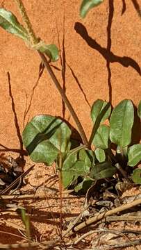 Image of low beardtongue