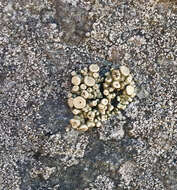 Image of Bolander's cladidium lichen