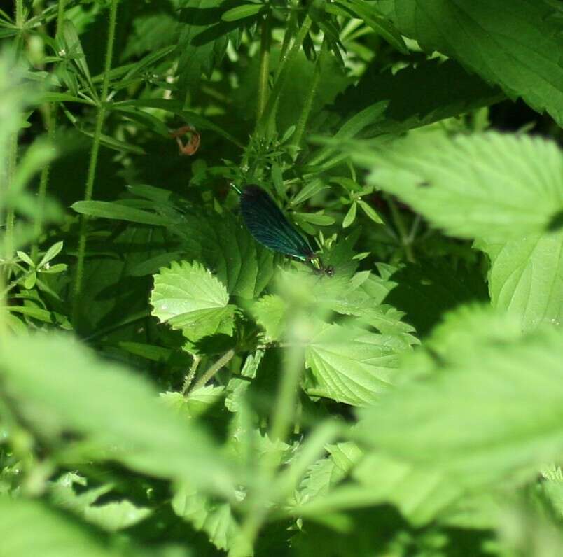 Image of Calopteryx virgo Linnaeus 1758