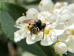 Image of Nude Andrena