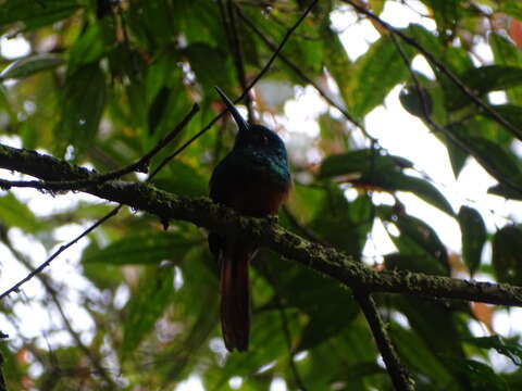 Image of Coppery-chested Jacamar