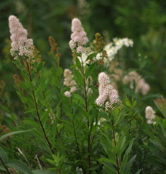 Image of Spiraea alba var. alba