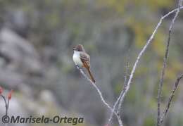 Image of Ash-throated Flycatcher