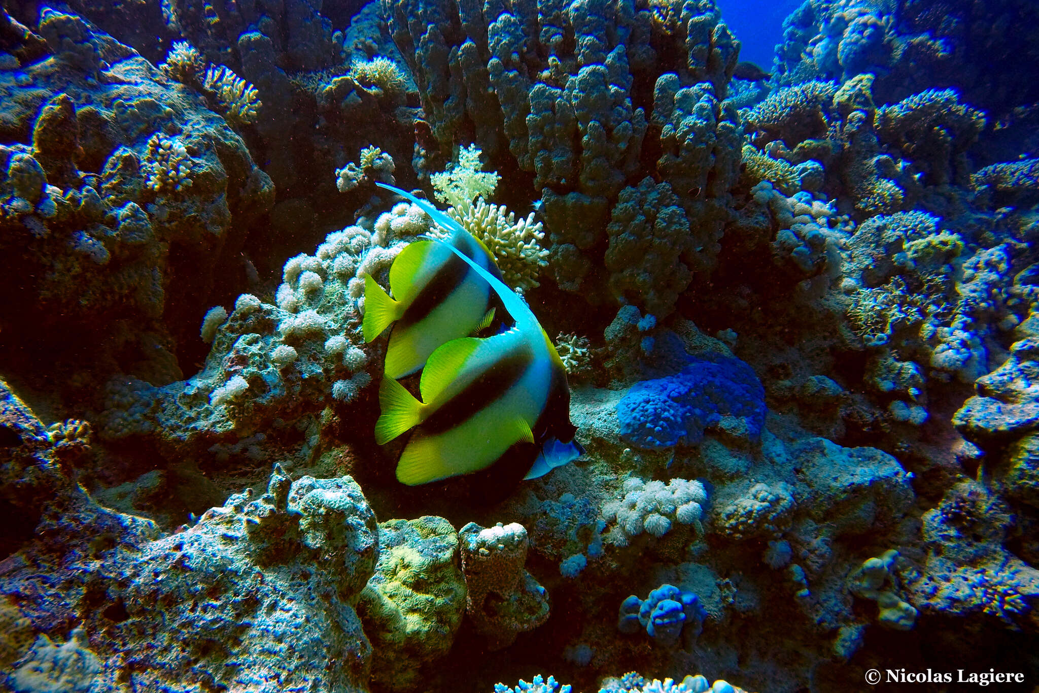 Image of Red Sea Bannerfish