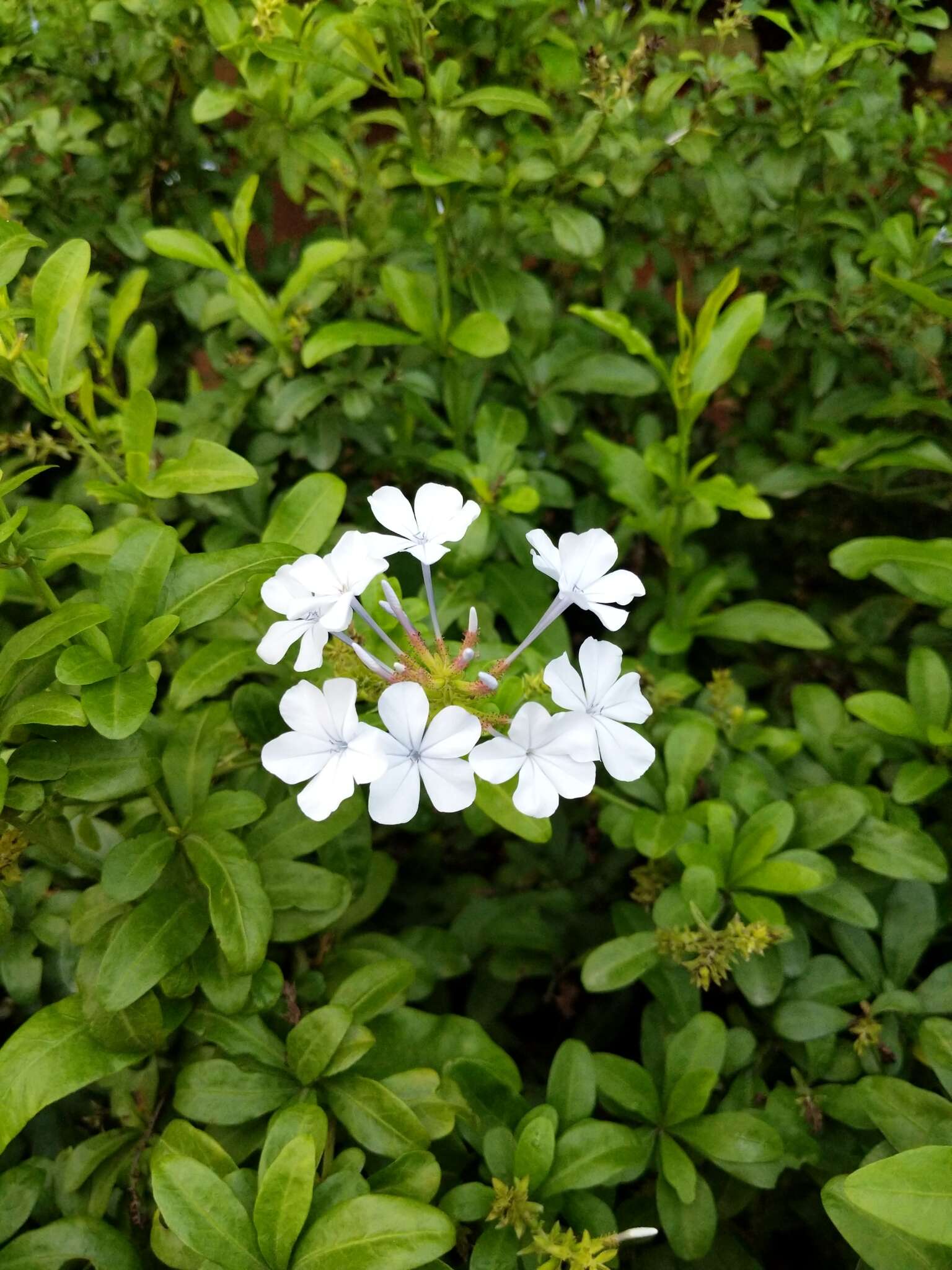 Image of Cape leadwort