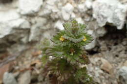 Image of subalpine eyebright