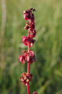 Rumex arcticus Trautv.的圖片