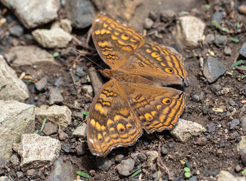 Image of Junonia chorimene Guérin-Meneville 1844