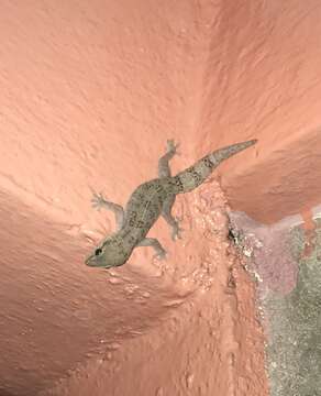 Hemidactylus angulatus Hallowell 1854 resmi